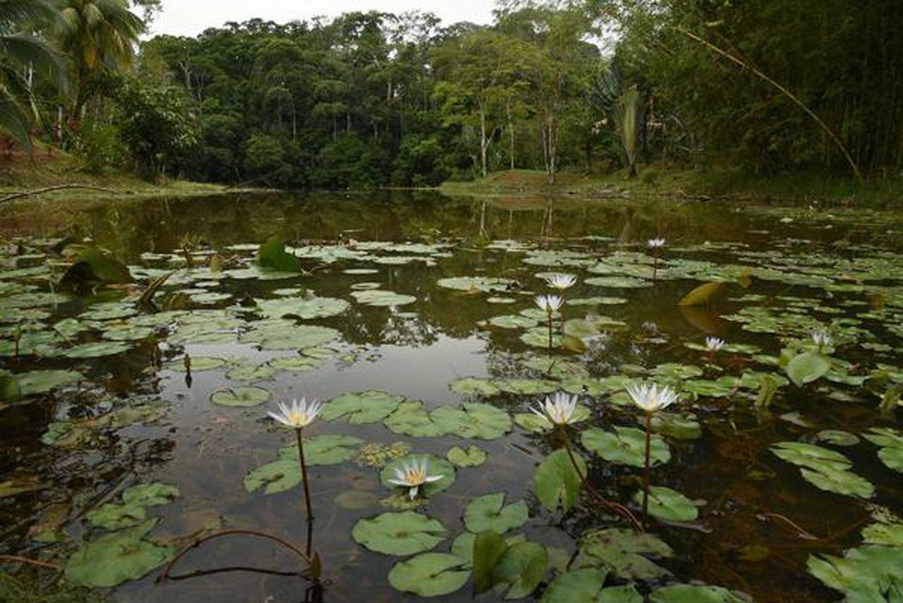 La Laguna Del Lagarto Eco-Lodge Pital  Bagian luar foto